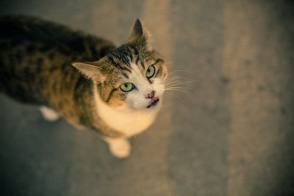 Happy cat