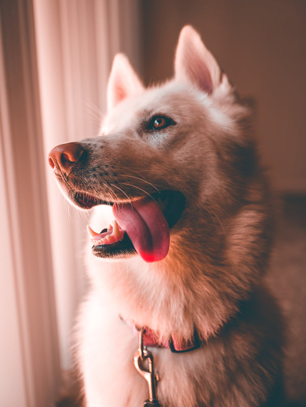 Dog review